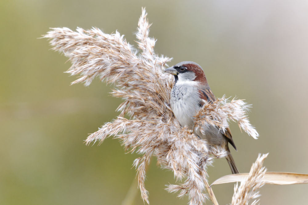 House sparrow