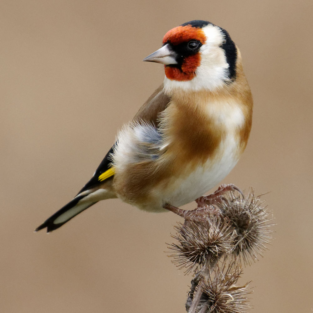 Goldfinch