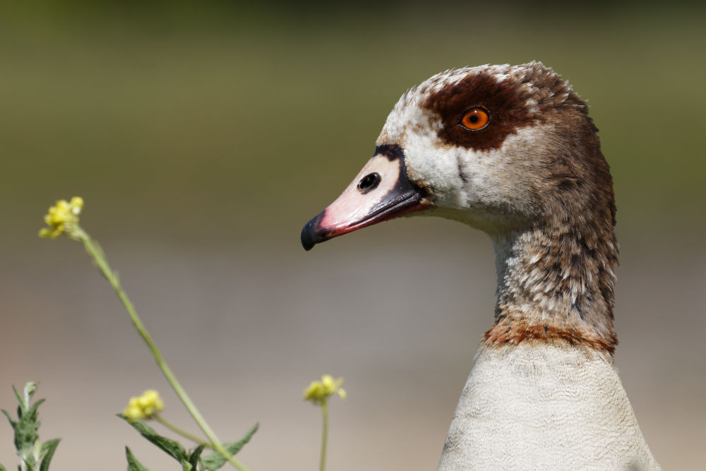 Egyptian Goose