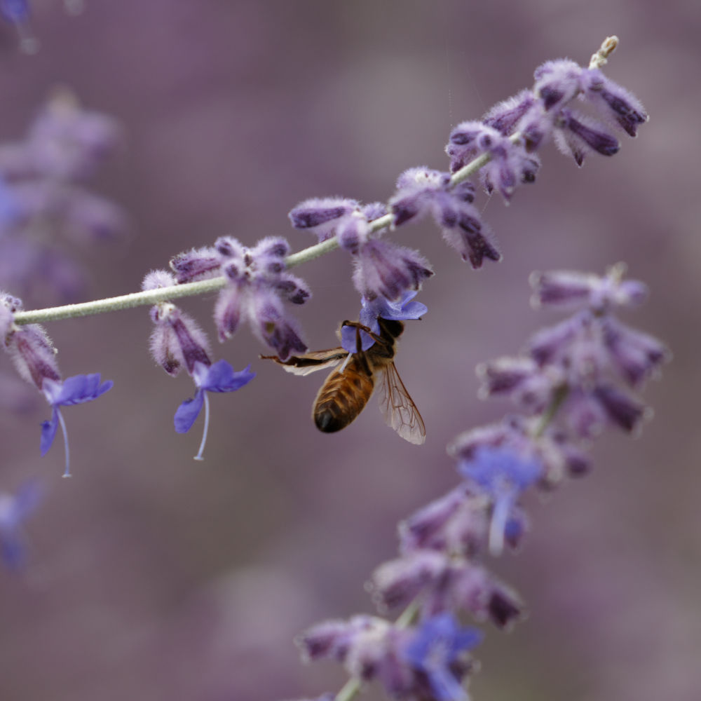 Bee on lavender