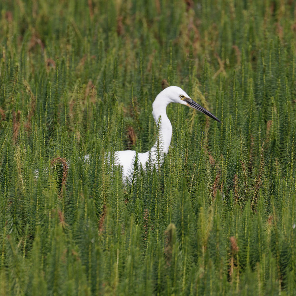 Egret