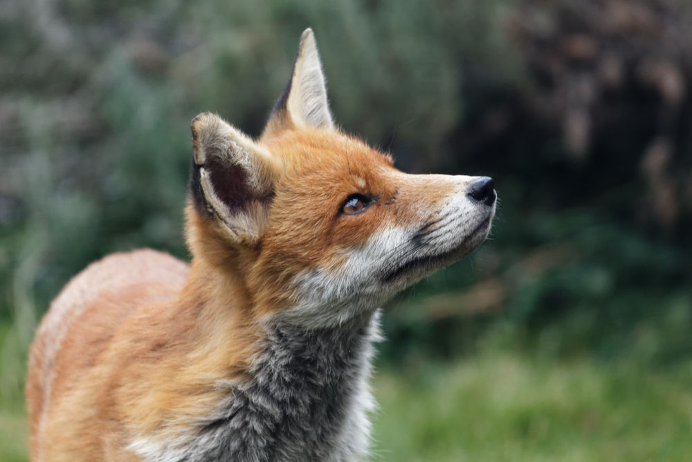 Fox