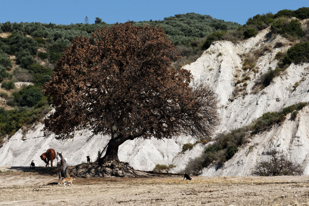 Tree and horse